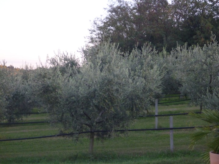 Olive trees