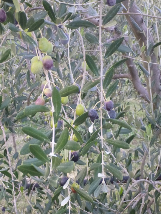 Olives