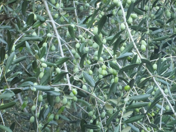 Olives in Florence