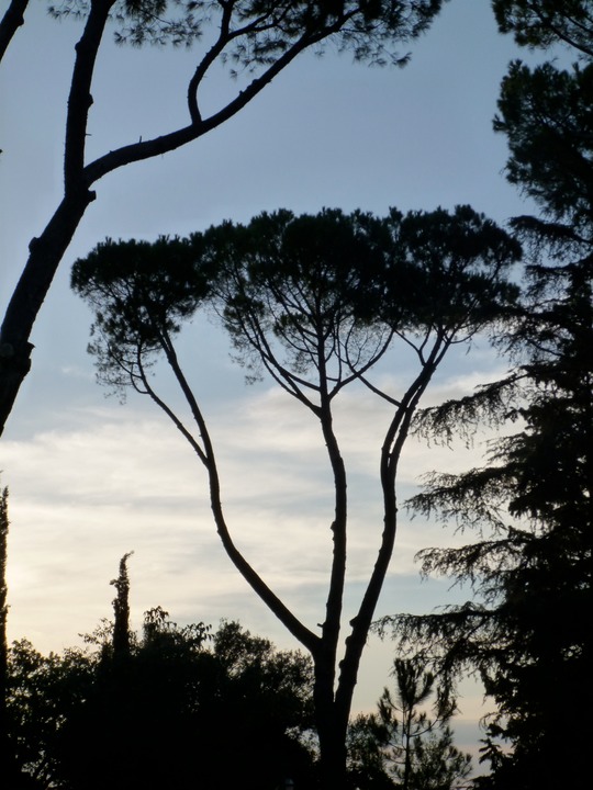 Florentine tree