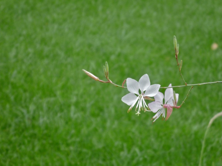 Flower at Bardini