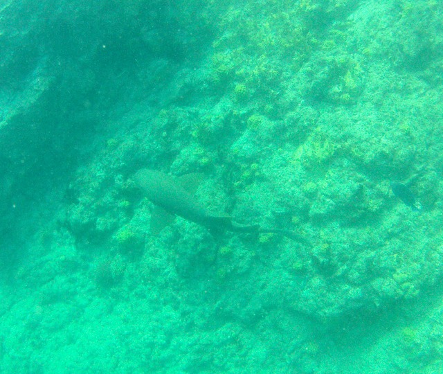 Shark at Ile Fourchue