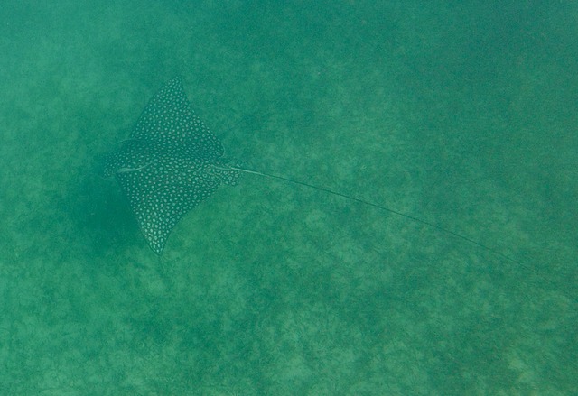 Spotted Eagle Ray at Tintamarre