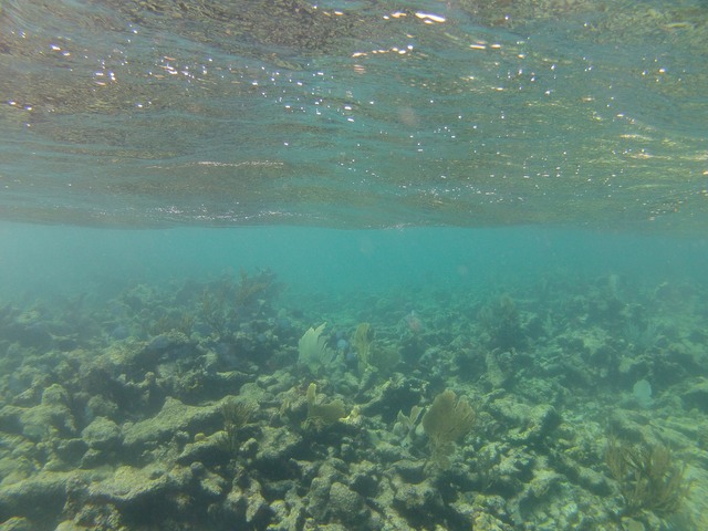 Underwater scene at Tintamarre