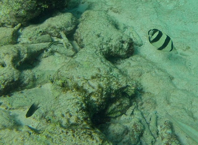 Banded butterflyfish