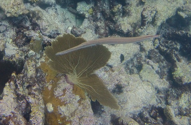 Trumpetfish