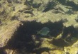 Parrotfish