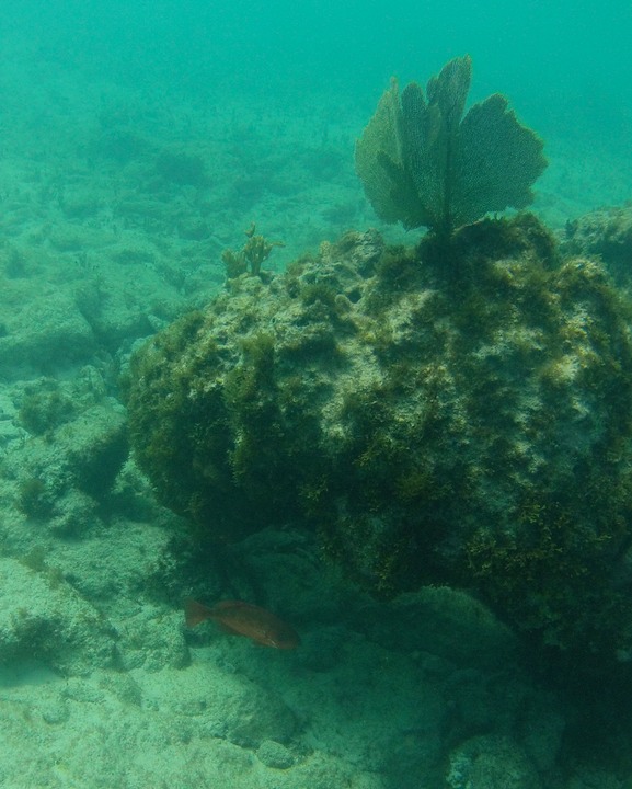 Squirrelfish