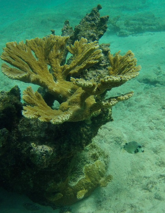 Fan Coral & Trunkfish