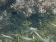 Foureye butterflyfish