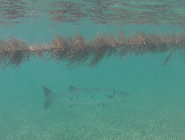 Barracuda