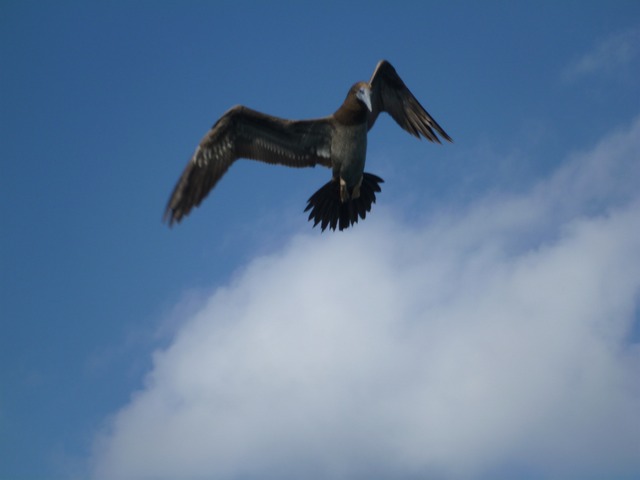 Brown Booby