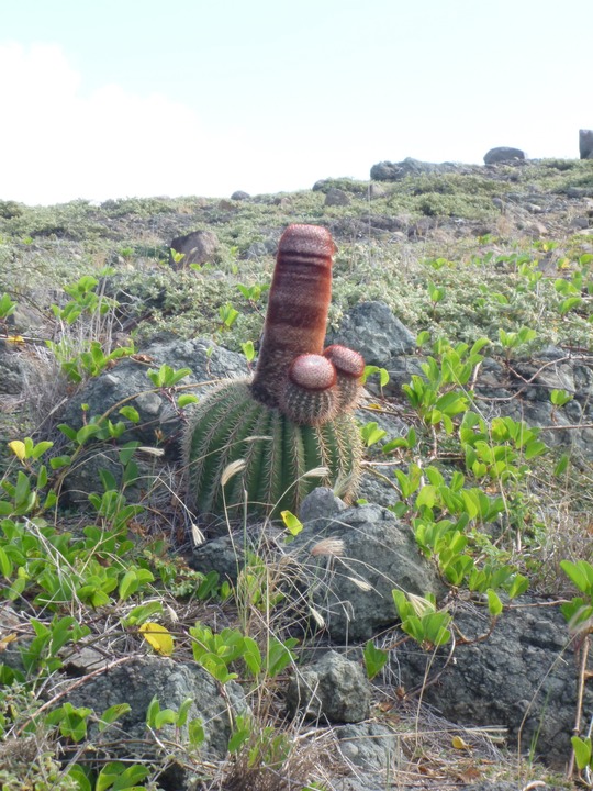 Cactus on Ile Fourchue