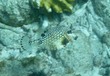 Smooth Trunkfish