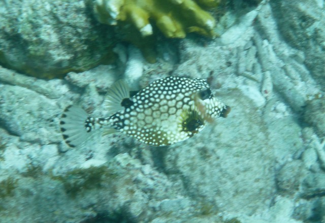 Smooth Trunkfish