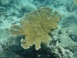 Fan Coral