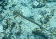 Trumpetfish