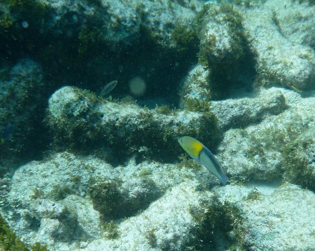 Yellowhead Wrasse