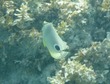 Foureye butterflyfish