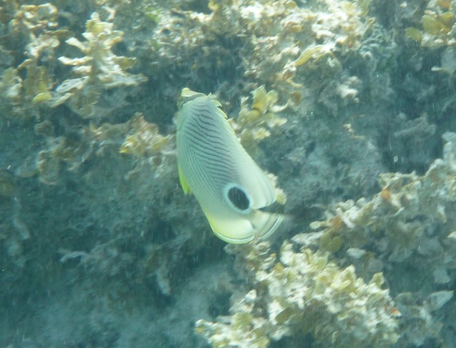 Foureye butterflyfish