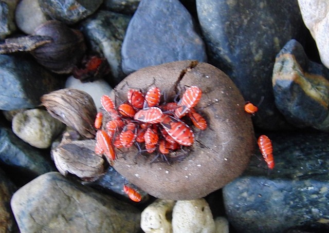 Bugs on the Leinster Bay trail