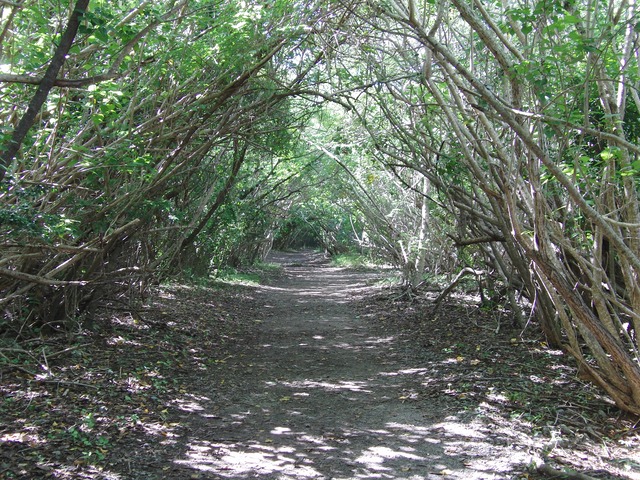 Leinster Bay trail