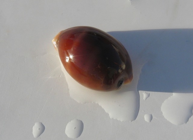 Cowry