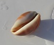 Cowry