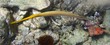 Trunpetfish