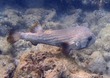 Porcupinefish