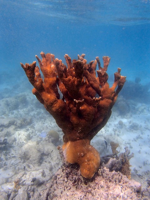 Pillar Coral