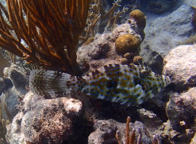 Scrawled Filefish