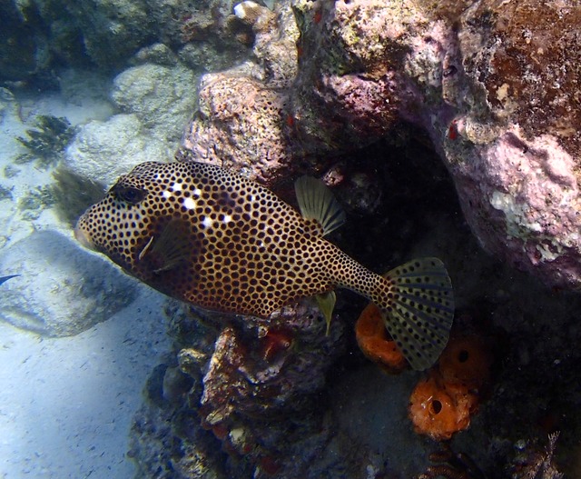 Spotted Trunkfish