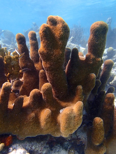 Pillar Coral