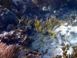 Butterflyfish and Yellowtail Snappers