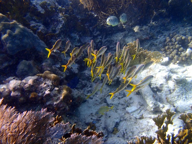 Butterflyfish and Yellowtail Snappers