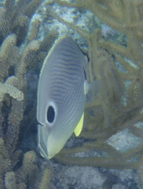 Butterflyfish