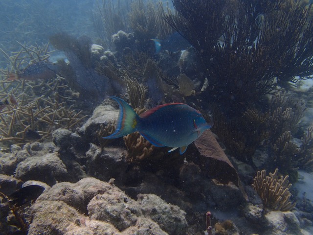 Parrotfish