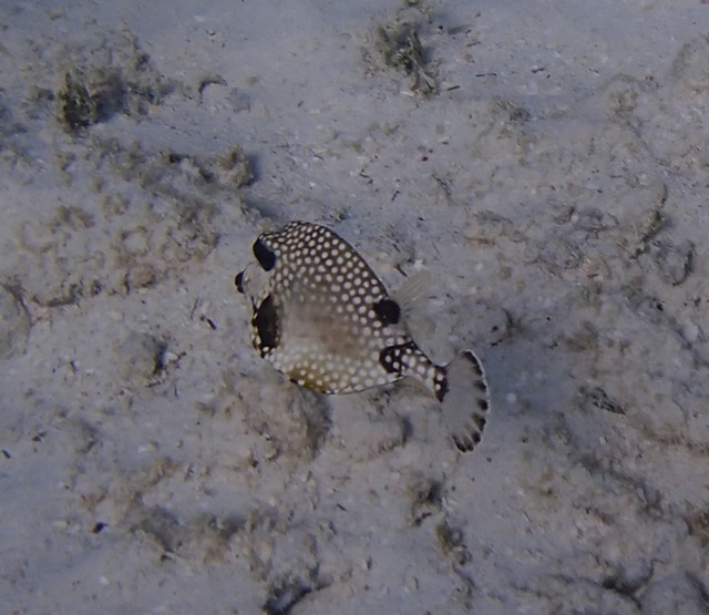 Trunkfish