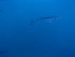 Barracuda under our boat