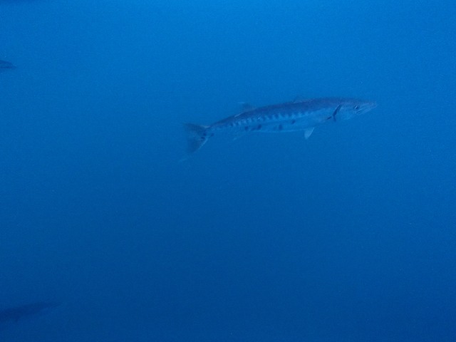 Barracuda under our boat