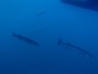 Barracuda under our boat