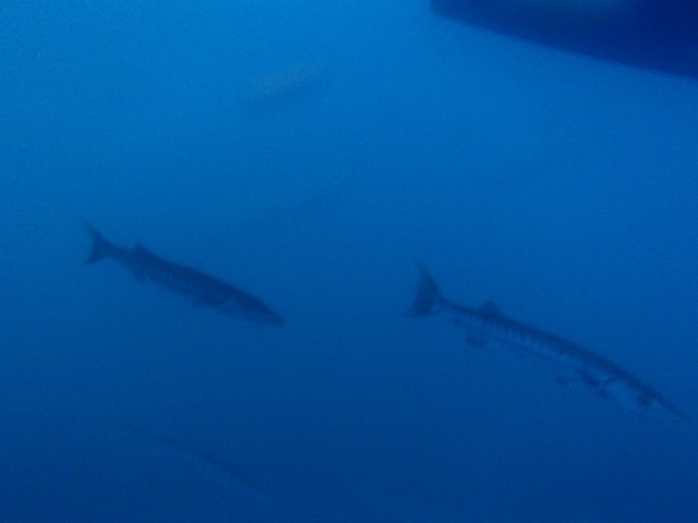 Barracuda under our boat