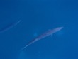 Barracuda under our boat