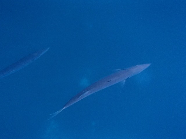 Barracuda under our boat