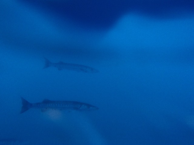 Barracuda under our boat