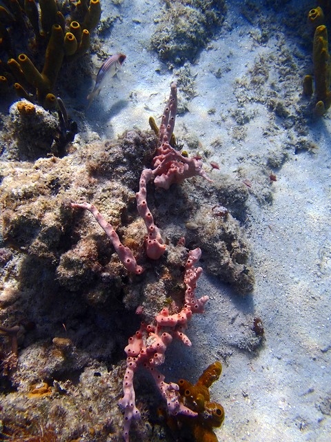 Lumpy Overgrowing Sponge