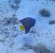 Queen Angelfish