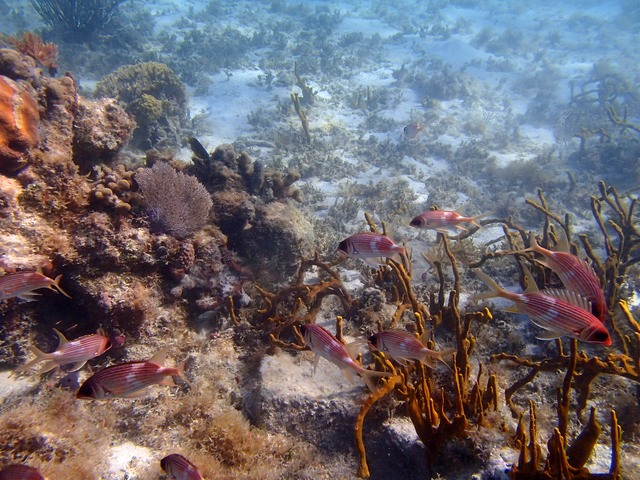 Squirrelfish