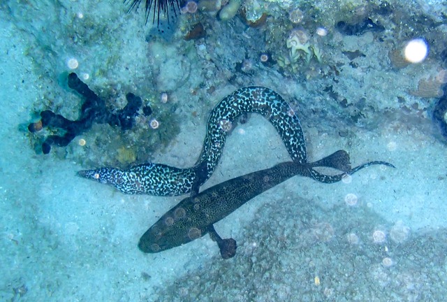 Moray & Rock Hind